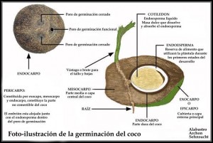 Capas del fruto del Coco